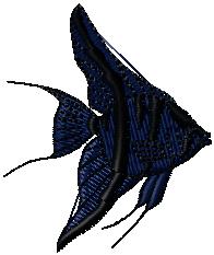 魚　Angelfish