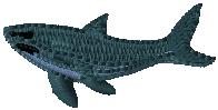 サメ　AN-SL-0013